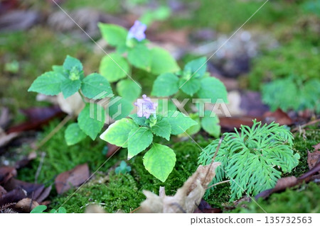 秋季盛開的鐘形蟋蟀花 135732563