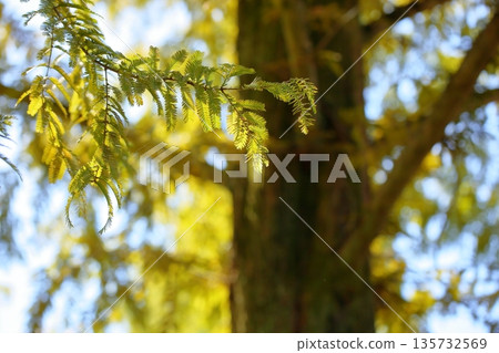 Colored metasequoia leaves 135732569