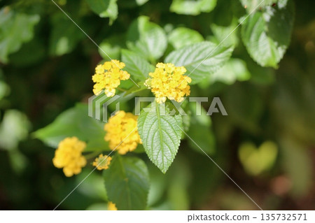 馬纓丹花 馬纓丹花 135732571