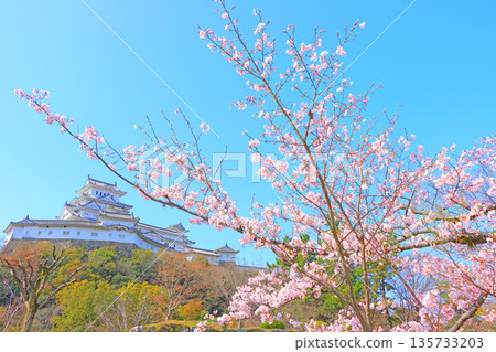 Scenery of cherry blossoms in full bloom and Himeji Castle, Himeji City, Hyogo Prefecture Scenery of cherry blossoms in full bloom and Himeji Castle, Himeji City, Hyogo Prefecture 135733203