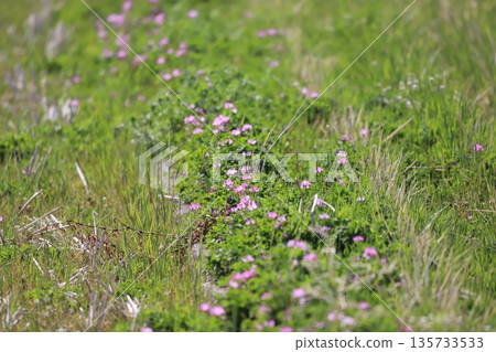Milk vetch blooming among weeds 135733533
