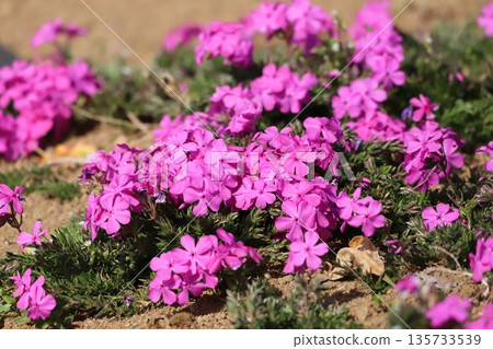 粉紅色的櫻花 135733539