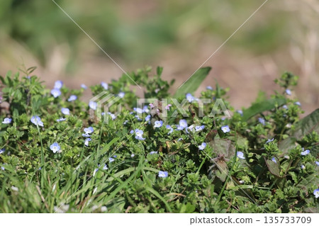 波斯菊混雜在雜草中 135733709