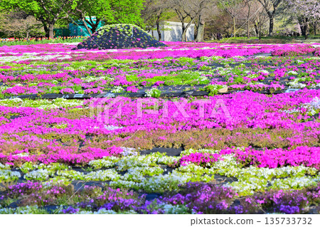 Akagi Nanmen Senbonzakura (Thousand Cherry Blossoms) - View from the Event Plaza Akagi Nanmen Senbonzakura (Thousand Cherry Blossoms) - View from the Event Plaza 135733732