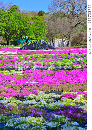 赤城南門千本櫻－從活動廣場眺望 135733733