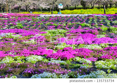 赤城南門千本櫻－從活動廣場眺望 135733734