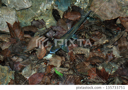 The ban on mountain stream fishing has been lifted, and the char at the source of the Okudoushi River still retains its winter colors. The ban on mountain stream fishing has been lifted, and the char at the source of the Okudoushi River still retains its winter colors. 135733751