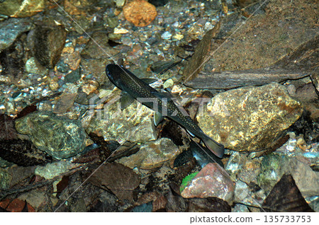The ban on mountain stream fishing has been lifted, and the char at the source of the Okudoushi River still retains its winter colors. The ban on mountain stream fishing has been lifted, and the char at the source of the Okudoushi River still retains its winter colors. 135733753