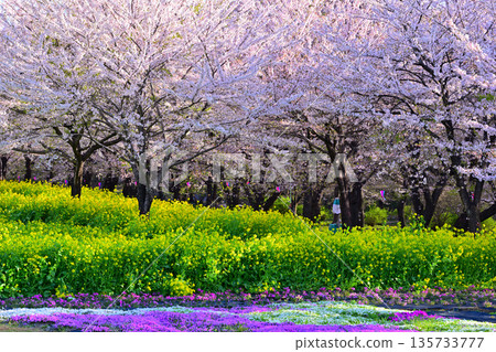 赤城南千本櫻 - 從活動廣場看到的景色 135733777