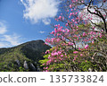 曙杜鵑盛開的景色 [奈良縣上北山村和戶津川村] 135733824