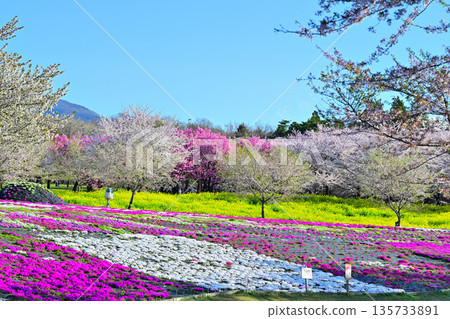 Akagi's South Side Thousand Cherry Blossoms, Rape Blossoms, and Shibazakura (Phoenix moss) - View from the Event Plaza Akagi's South Side Thousand Cherry Blossoms, Rape Blossoms, and Shibazakura (Phoenix moss) - View from the Event Plaza 135733891