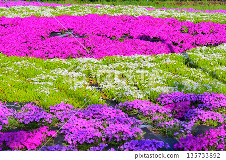 Akagi Nanmen Senbonzakura (Thousand Cherry Blossoms) - View from the Event Plaza 135733892