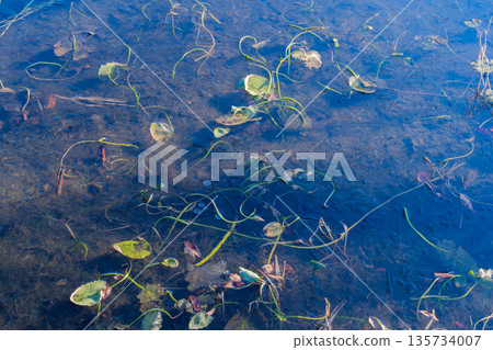 Frozen aquatic plants Frozen aquatic plants 135734007