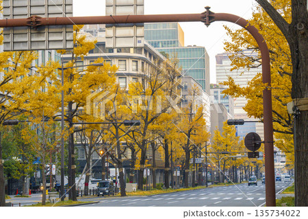 Autumn in Osaka: Rows of ginkgo trees with yellow leaves on Midosuji Street 135734022