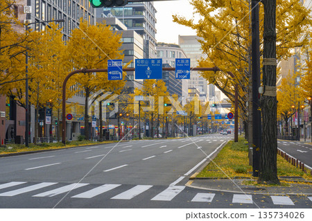 Autumn in Osaka: Rows of ginkgo trees with yellow leaves on Midosuji Street 135734026