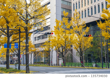 大阪的秋天:禦堂筋街上一排排黃葉的銀杏樹 大阪的秋天:禦堂筋街上一排排黃葉的銀杏樹 135734030