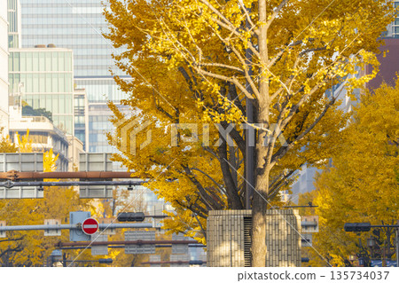 Autumn in Osaka: Rows of ginkgo trees with yellow leaves on Midosuji Street 135734037