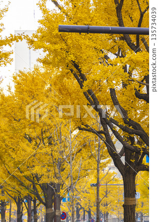 大阪的秋天：禦堂筋街上一排排黃葉的銀杏樹 135734039