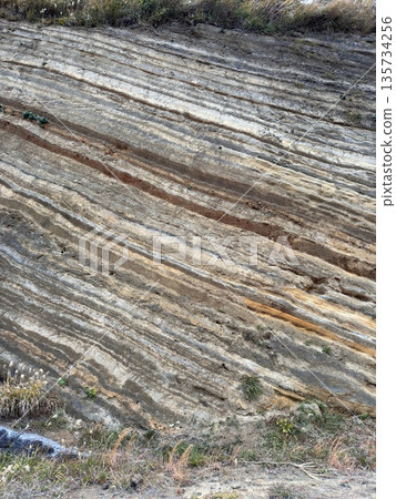 Cross section of folded strata exposed along a road on Izu Oshima Island 135734256