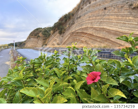 Cross section of folded strata exposed along a road on Izu Oshima Island Cross section of folded strata exposed along a road on Izu Oshima Island 135734259