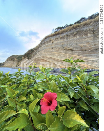 Cross section of folded strata exposed along a road on Izu Oshima Island Cross section of folded strata exposed along a road on Izu Oshima Island 135734262