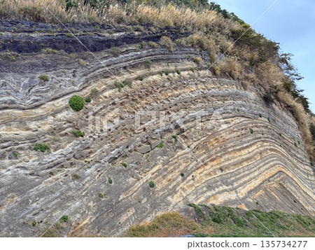 伊豆大島道路沿線露出的褶皺地層橫切面 135734277