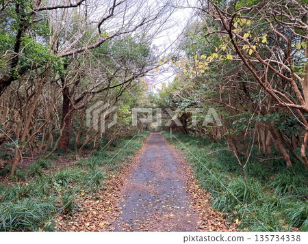 A view of the crater with steam seen while trekking on Mount Mihara, Izu Oshima 135734338