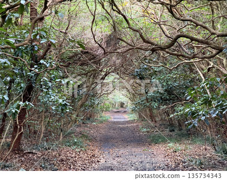 A view of the crater with steam seen while trekking on Mount Mihara, Izu Oshima 135734343