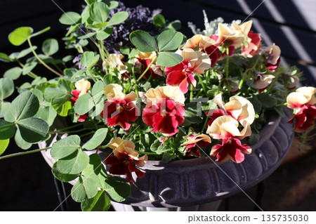 垂穗堇菜和三葉草種植 垂穗堇菜和三葉草種植 135735030