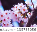 櫻花盛開，沐浴在春日的陽光下。 135735056