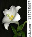一朵潔白的百合花在黑暗中格外醒目。 135735057