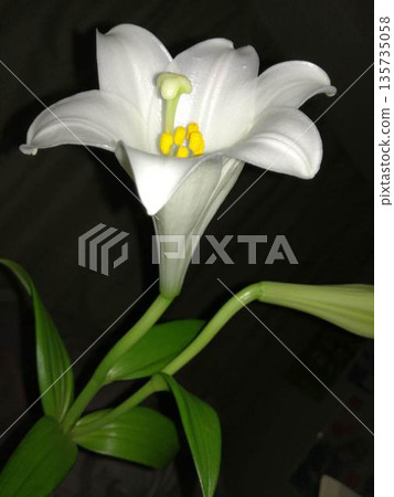 一朵潔白的百合花在黑暗中格外醒目。 一朵潔白的百合花在黑暗中格外醒目。 135735058