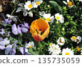 春天的花壇裡，橘色的鬱金香在北極紫羅蘭和三色堇間盛開。 135735059