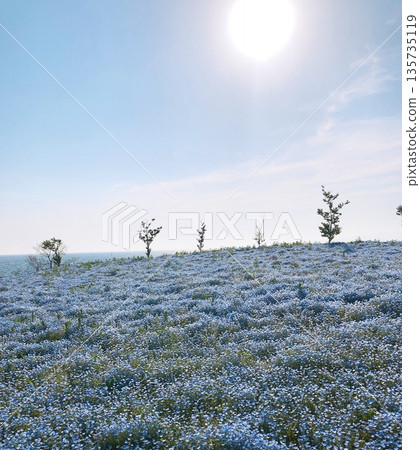 Nemophila Hills bathed in blue skies and sunshine 135735119