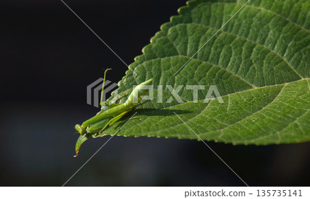A small green mantis perched on a large green leaf, basks in the sunlight. Its intricate details and vibrant color capture a moment in nature 135735141