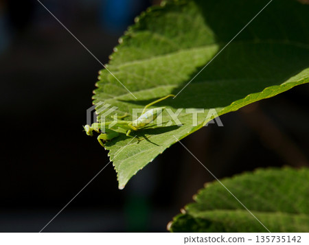 A tiny green grasshopper rests delicately on the edge of a vibrant green leaf, in a moment of tranquility A tiny green grasshopper rests delicately on the edge of a vibrant green leaf, in a moment of tranquility 135735142