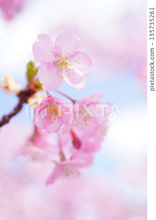 Kawazuzakura 8764 135735261