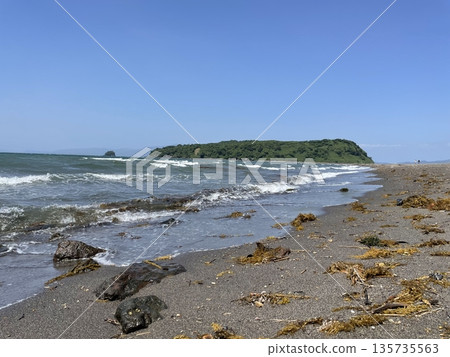 海藻在海灘上發射 135735563