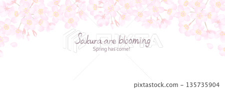 白色背景上的盛開櫻花背景插圖 135735904