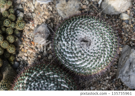 Concentric spiral cactus shape showcasing mathematical geometry suitable for artistic textile and architectural applications 135735961