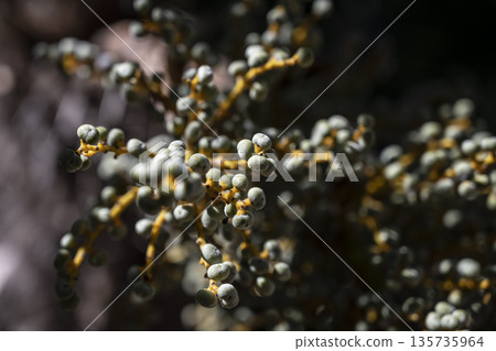 Photographer captures shadowed berries on textured branch, Nature photographer emphasizes contrast and shadow among muted berries Photographer captures shadowed berries on textured branch, Nature photographer emphasizes contrast and shadow among muted berries 135735964