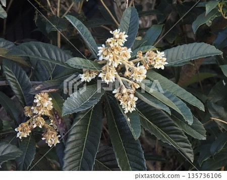 White flower of loquat White flower of loquat 135736106