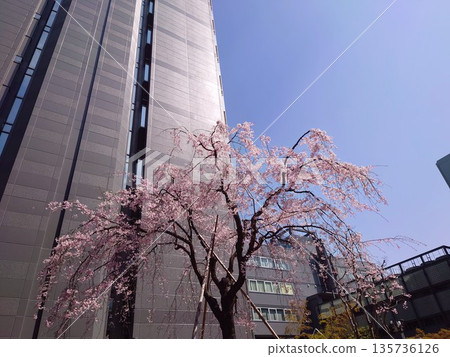 Beautiful cherry blossoms in full bloom between the buildings Beautiful cherry blossoms in full bloom between the buildings 135736126