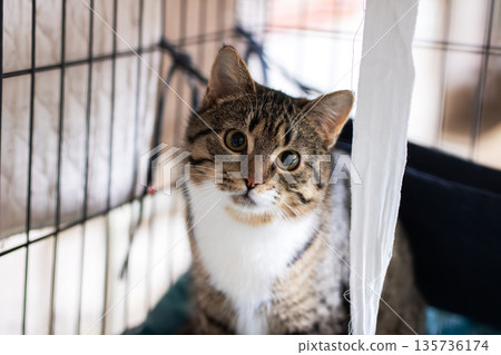 Fearful yet hopeful, Rescue dog trapped in enclosure exhibits eager yet anxious expression 135736174
