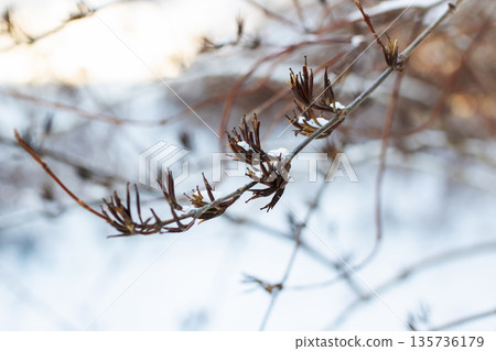 Peaceful winter setting showcasing fragile seed stems and icy crystalline formations 135736179