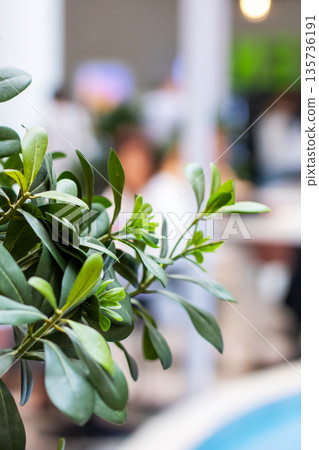 Green plant with blurred cafe background, Closeup of plant emphasizing texture and warm ambiance 135736191
