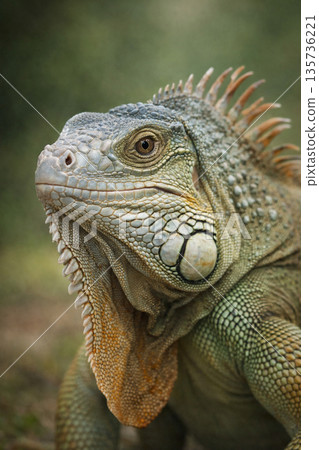 iguana 135736221