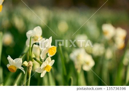 Close-up of gracefully blooming daffodils with a soft, blurred background Close-up of gracefully blooming daffodils with a soft, blurred background 135736396