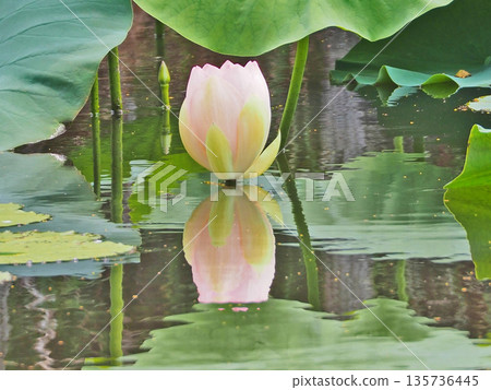 Beautiful gradation of hass flower buds blooming in the summer pond Beautiful gradation of hass flower buds blooming in the summer pond 135736445