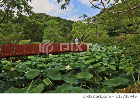 下關市 Togyoan 荷花池裡盛開的美麗大花和橋樑 135736449
